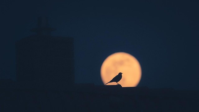 moon