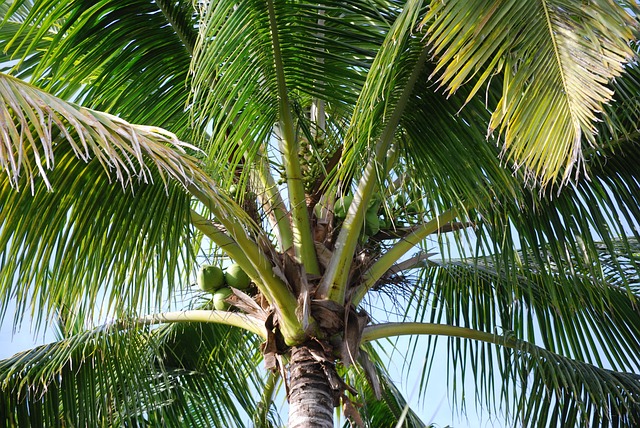 palms